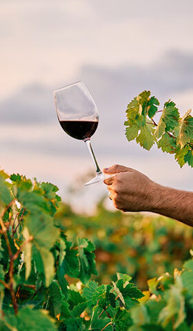 Viñedos en innovación en la fabricación del vino Viñedos en innovación en la fabricación del vino