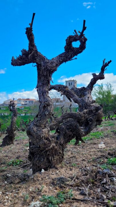Viñedos en Canalejas de Peñafiel Viñedos en Canalejas de Peñafiel