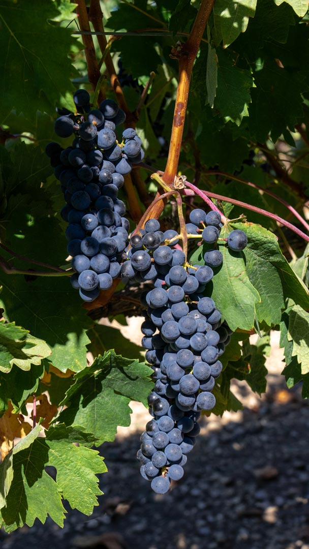 ViticultoresDeCanalejas-22
