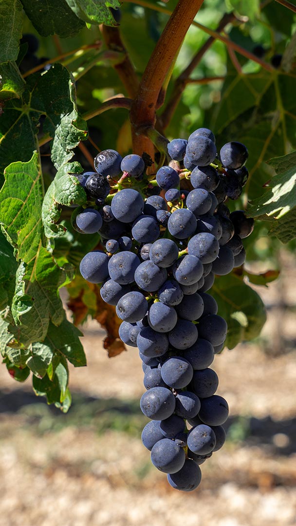 Bodega Artesanal de Ribera del Duero Bodega Artesanal de Ribera del Duero