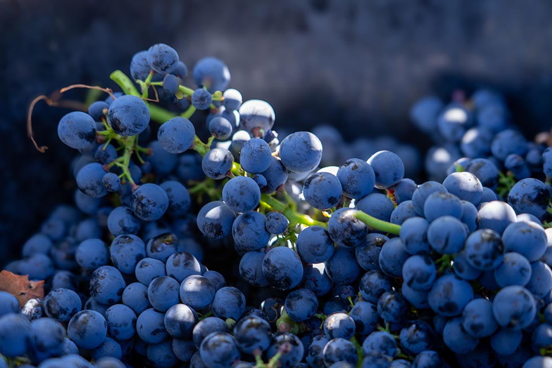 ViticultoresDeCanalejas-25