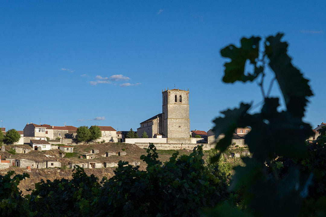Vino de Canalejas de Peñafiel Vino de Canalejas de Peñafiel